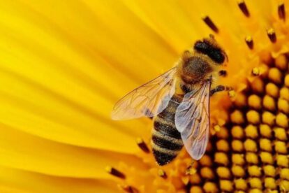 abejas