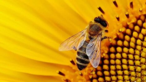 abejas