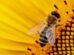 abejas