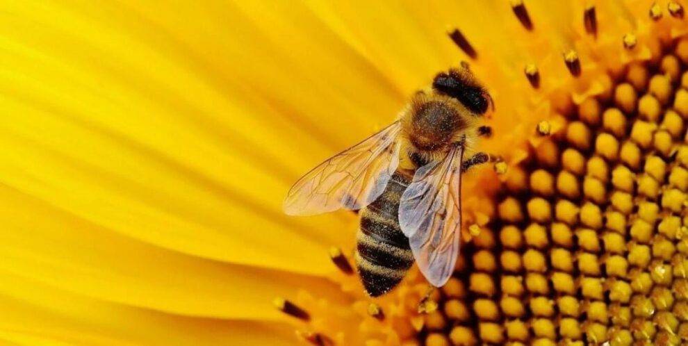 abejas