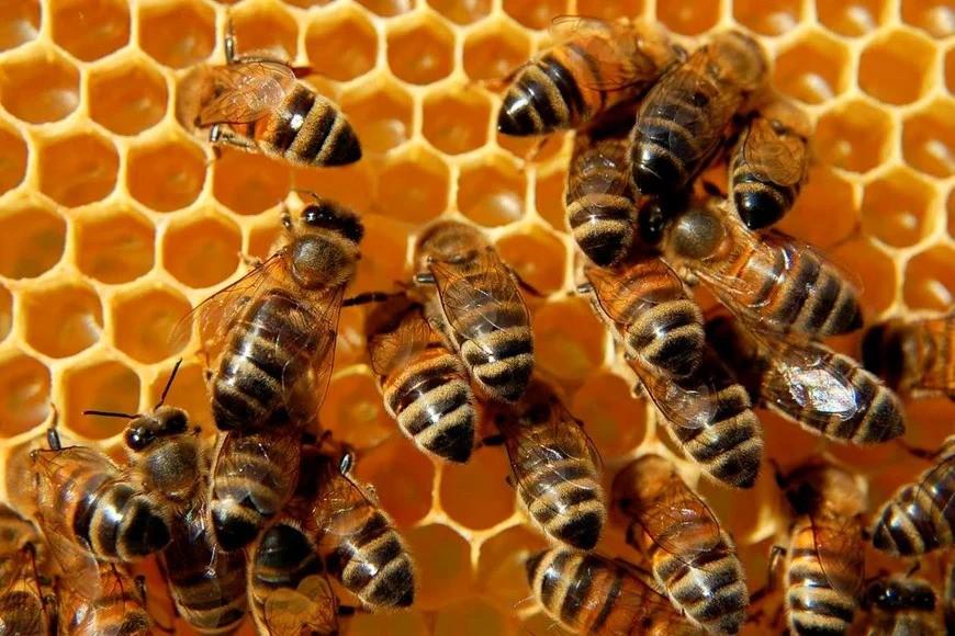 ABEJAS