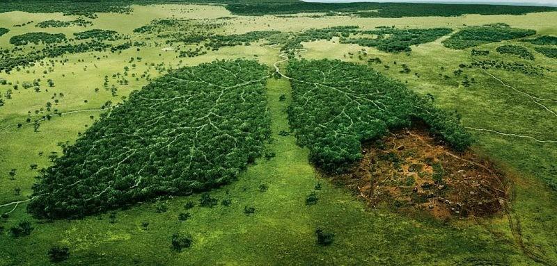 deforestacion
