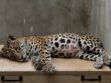Shiva, la jaguar rescatada tras recibir más de 90 perdigones