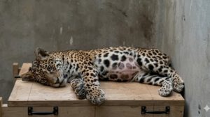 Shiva, la jaguar rescatada tras recibir más de 90 perdigones
