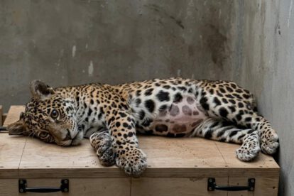 Shiva, la jaguar rescatada tras recibir más de 90 perdigones