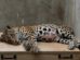 Shiva, la jaguar rescatada tras recibir más de 90 perdigones