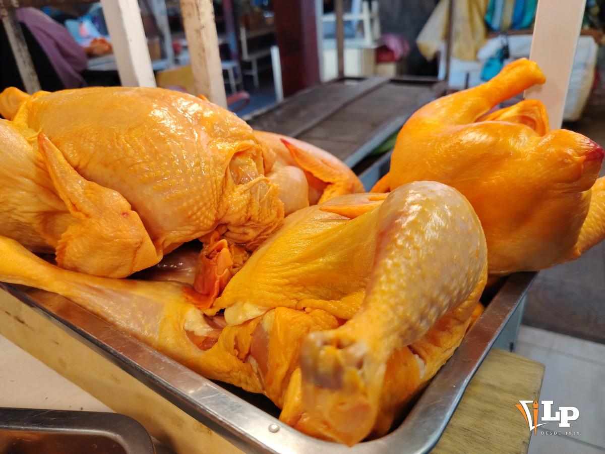 Pollo