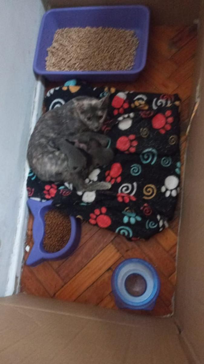 gatos
