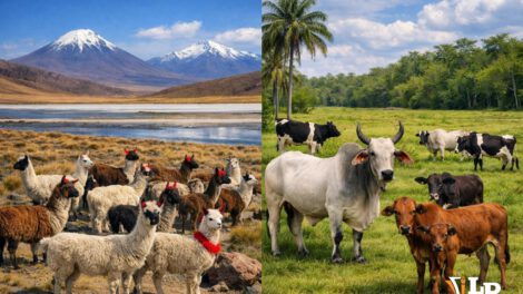 llamas y bovinos Bolivia