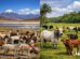 llamas y bovinos Bolivia