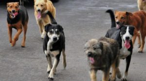 perros callejeros