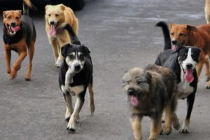 perros callejeros