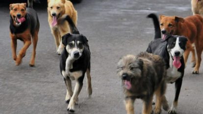 perros callejeros
