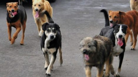 perros callejeros