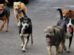 perros callejeros