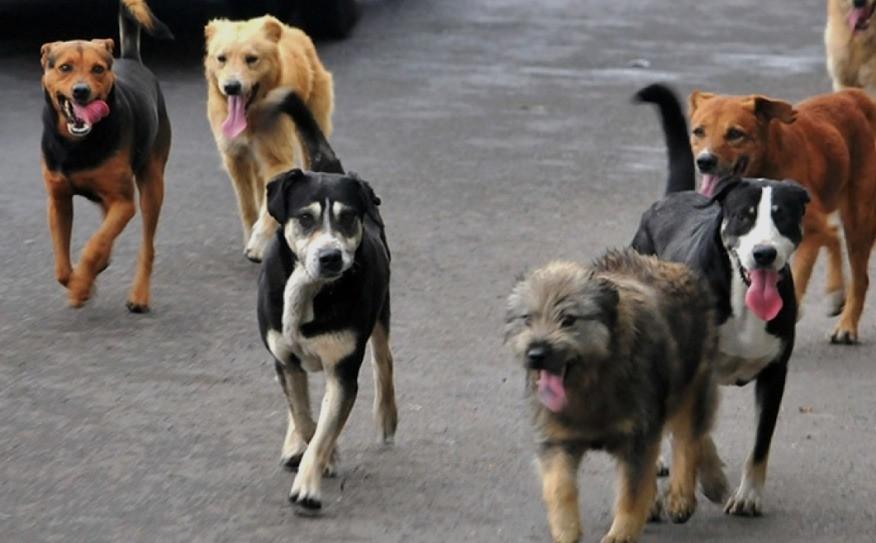 perros callejeros