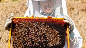 alarmante disminución de abejas pone en riesgo la seguridad alimentaria global