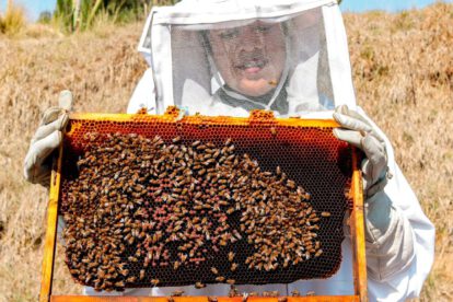 alarmante disminución de abejas pone en riesgo la seguridad alimentaria global