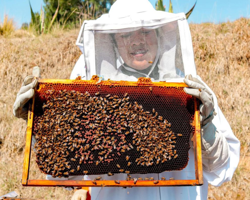 alarmante disminución de abejas pone en riesgo la seguridad alimentaria global