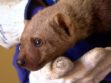 El oso melero de seis meses se encuentra en observación por personal técnico del CAD