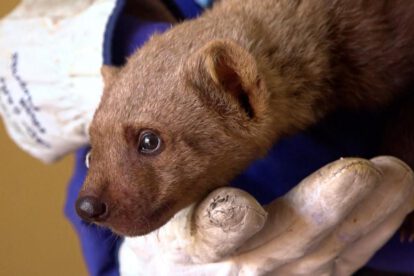 El oso melero de seis meses se encuentra en observación por personal técnico del CAD