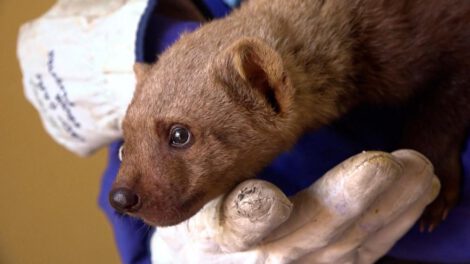El oso melero de seis meses se encuentra en observación por personal técnico del CAD