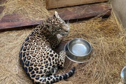 Shiva, la jaguar que espera su traslado a La Paz, permanece en cuidados en Senda Verde