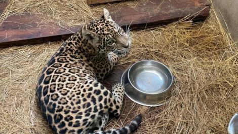 Shiva, la jaguar que espera su traslado a La Paz, permanece en cuidados en Senda Verde