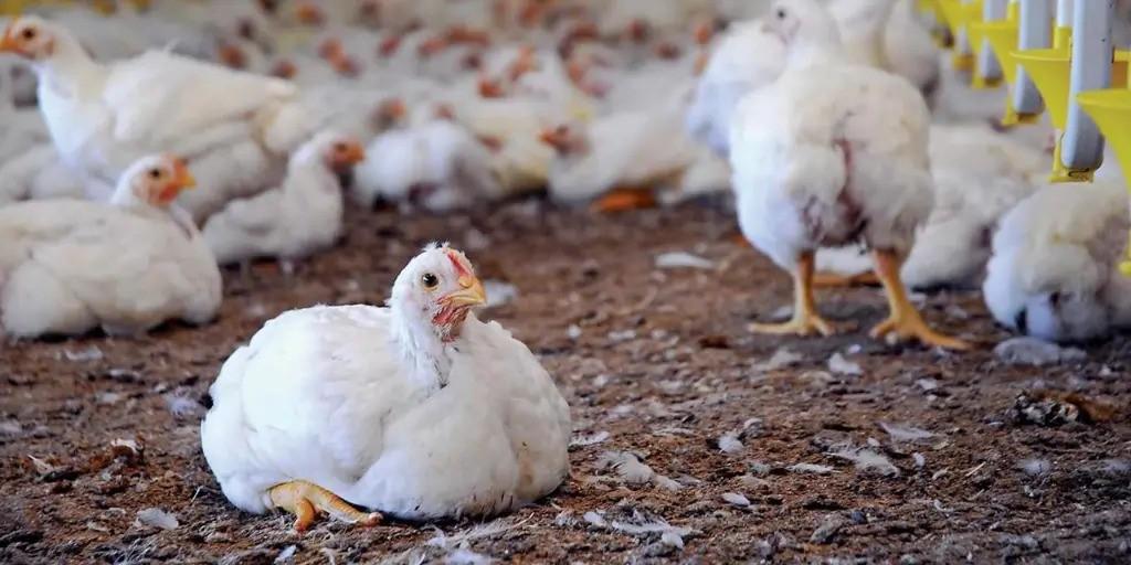 gallinas
