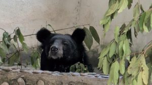Uno de los osos negros asiáticos rescatados disfruta por primera vez de un entorno natural