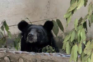 Uno de los osos negros asiáticos rescatados disfruta por primera vez de un entorno natural