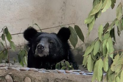Uno de los osos negros asiáticos rescatados disfruta por primera vez de un entorno natural