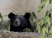 Uno de los osos negros asiáticos rescatados disfruta por primera vez de un entorno natural