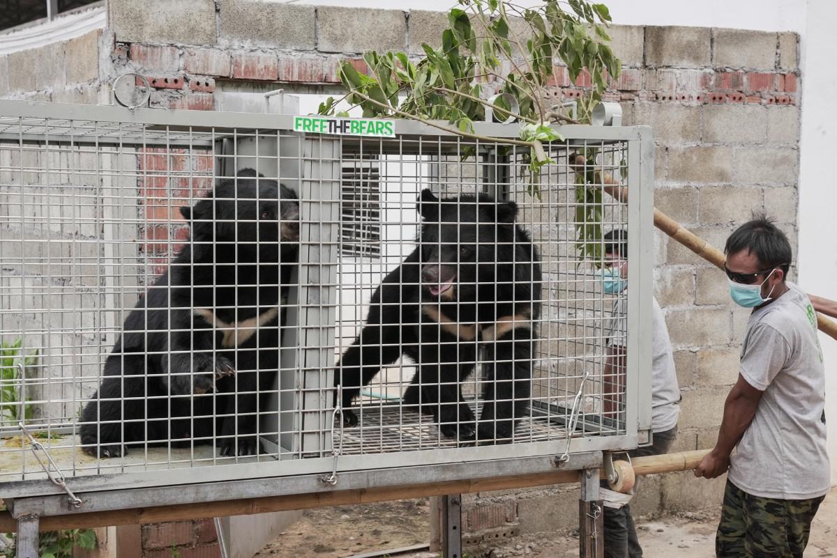 Dos de los 27 osos rescatados de una granja ilegal en Laos que operaba bajo la fachada de un zoológico