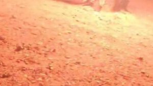 Llamas y caos durante el linchamiento en Pocoata