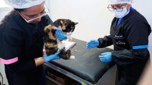 Esterilización