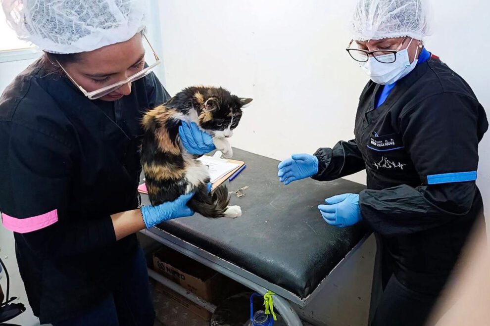 Esterilización
