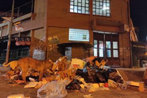 Línea de WhatsApp para denuncias sobre mala disposición de basura
