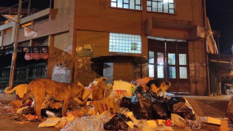 Línea de WhatsApp para denuncias sobre mala disposición de basura
