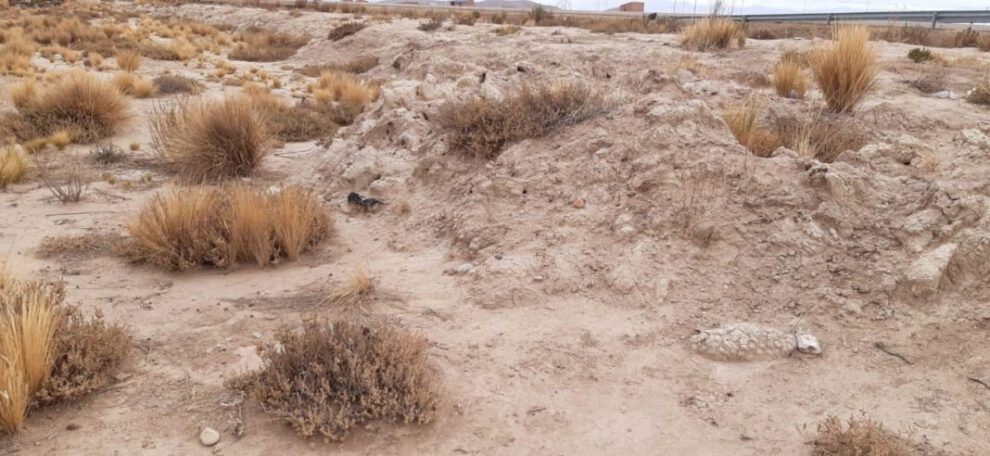 Desastre por sequía en Oruro