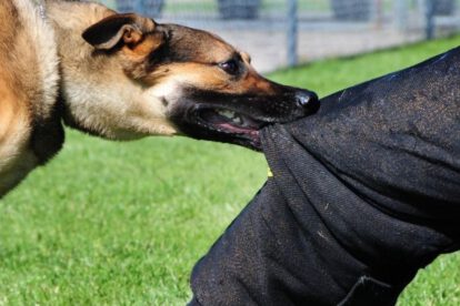 Mordeduras de perro derivadas a la justicia