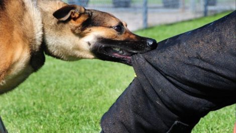 Mordeduras de perro derivadas a la justicia