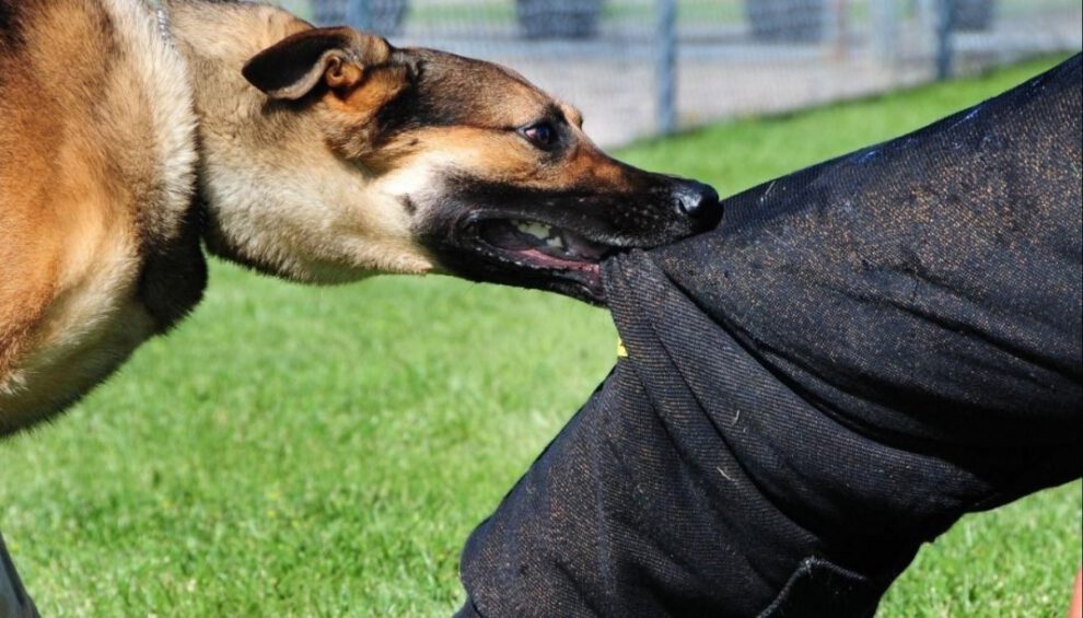 Mordeduras de perro derivadas a la justicia