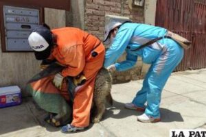Vacunación antirrábica en Oruro