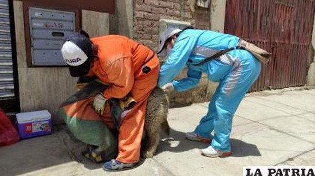 Vacunación antirrábica en Oruro