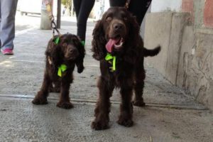 Importancia de la vacunación antirrábica para mascotas