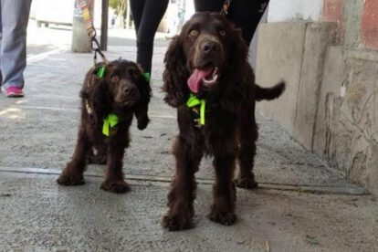 Importancia de la vacunación antirrábica para mascotas