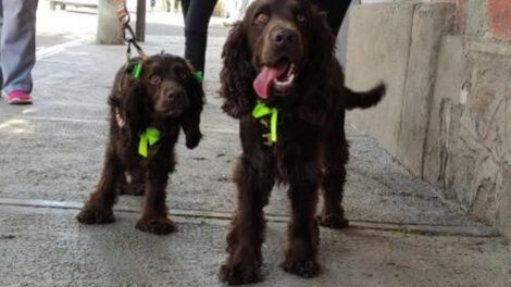 Importancia de la vacunación antirrábica para mascotas
