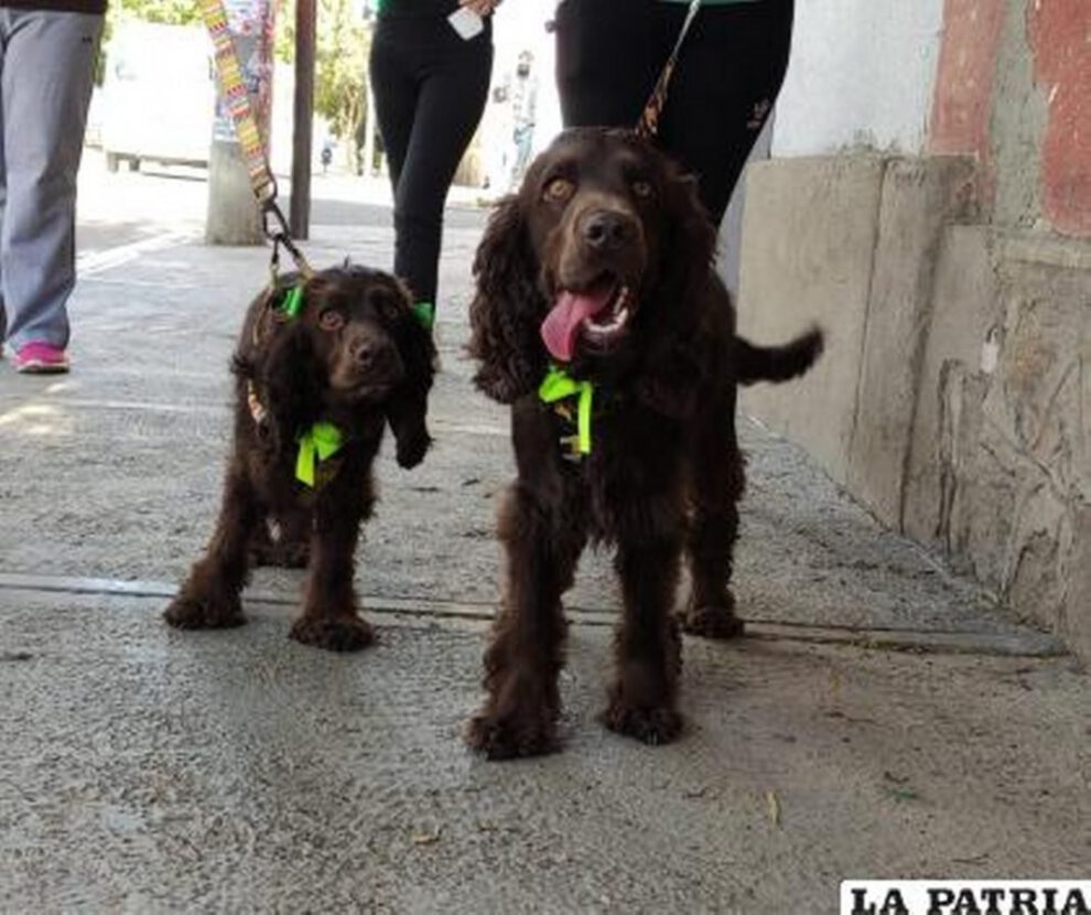Importancia de la vacunación antirrábica para mascotas