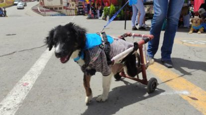 Adopción de mascotas en la feria Fexpo Mype